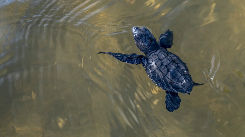 Baby Green Turtle (Chelonia mydas) Lalombi, Indonesia